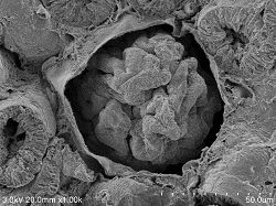 Rat kidney kidney glomerulus staining_0