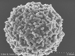 White-blood-cells-conductive-staining_0